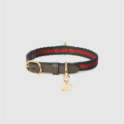 luxury gucci cat collar.